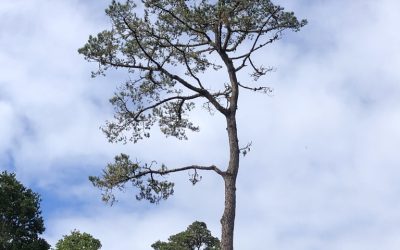 Tree When You’re Tall by Alan Bern