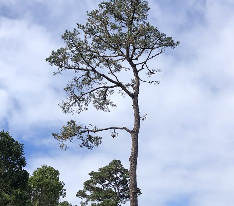 Photo of tree in carmel