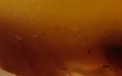 oh emulsions